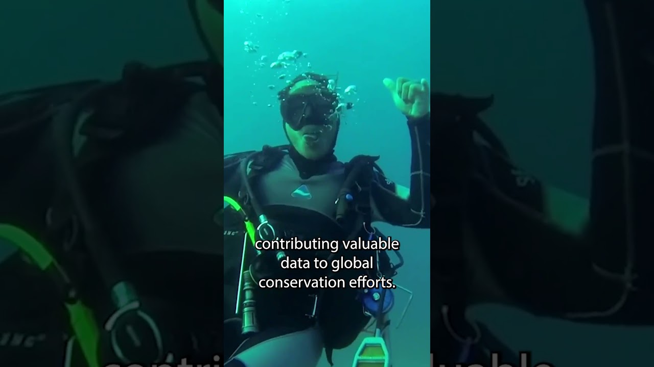 Top 10 Volunteer Programs for 2025 with GoEco #5 #goeco #shorts #mozambique  #oceanconservation