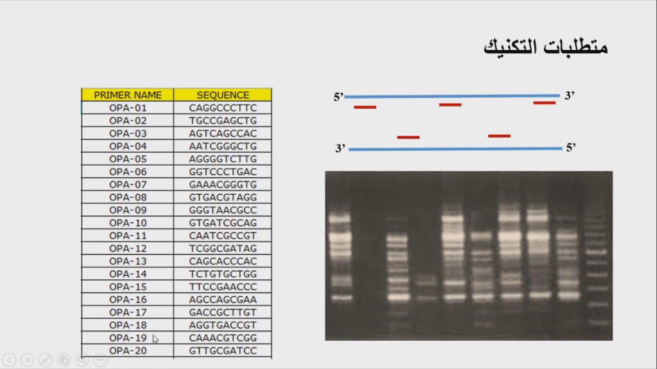 Molecular Markers Detection Techniques التقنيات المستخدمة في الكشف عن العلامات الجزيئية