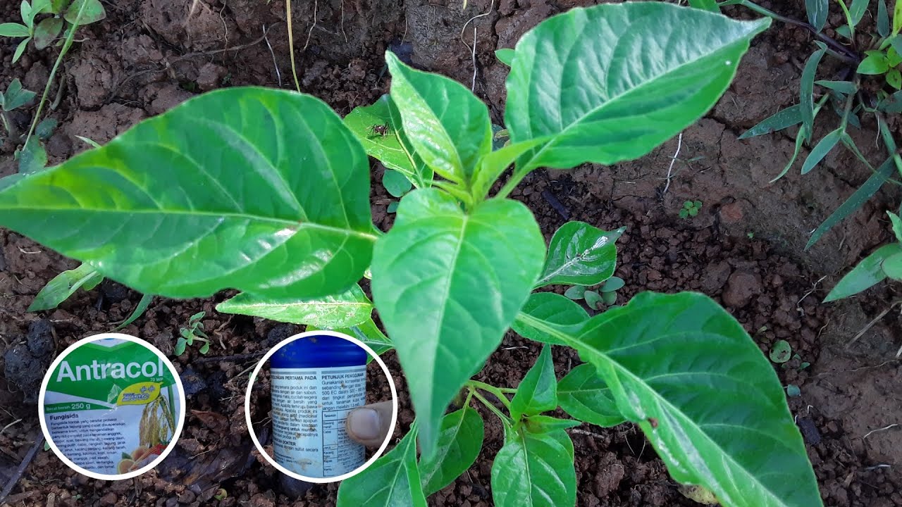 Penyemprotan Cabe Rawit Awal Pertumbuhan