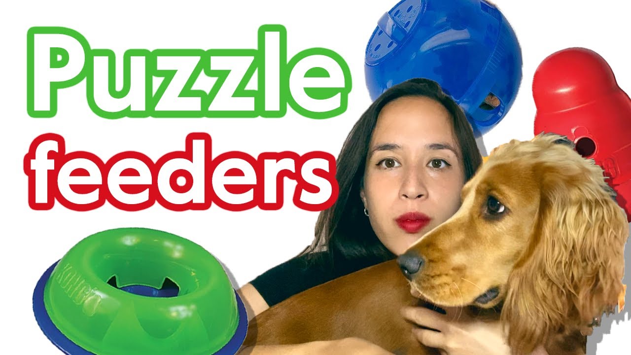 Dog puzzle feeder and kongs