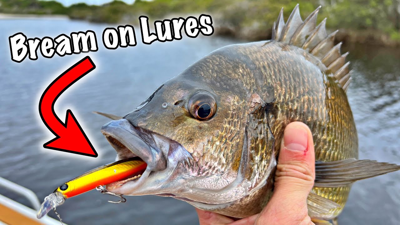 How to Catch Black Bream on lures - Part 3