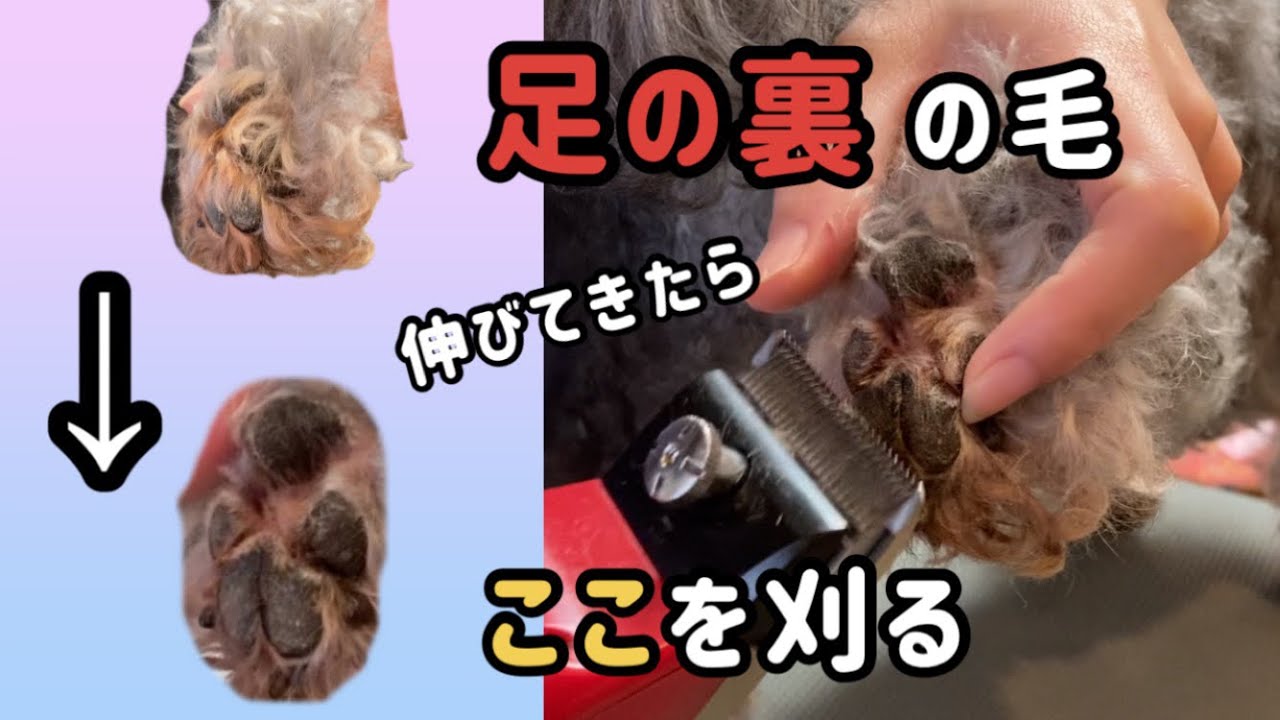 【セルフトリミング】犬の足裏バリカンのやり方を動物病院勤務のトリマーが教えます【関西弁でしゃべる犬】おしゃべりペット