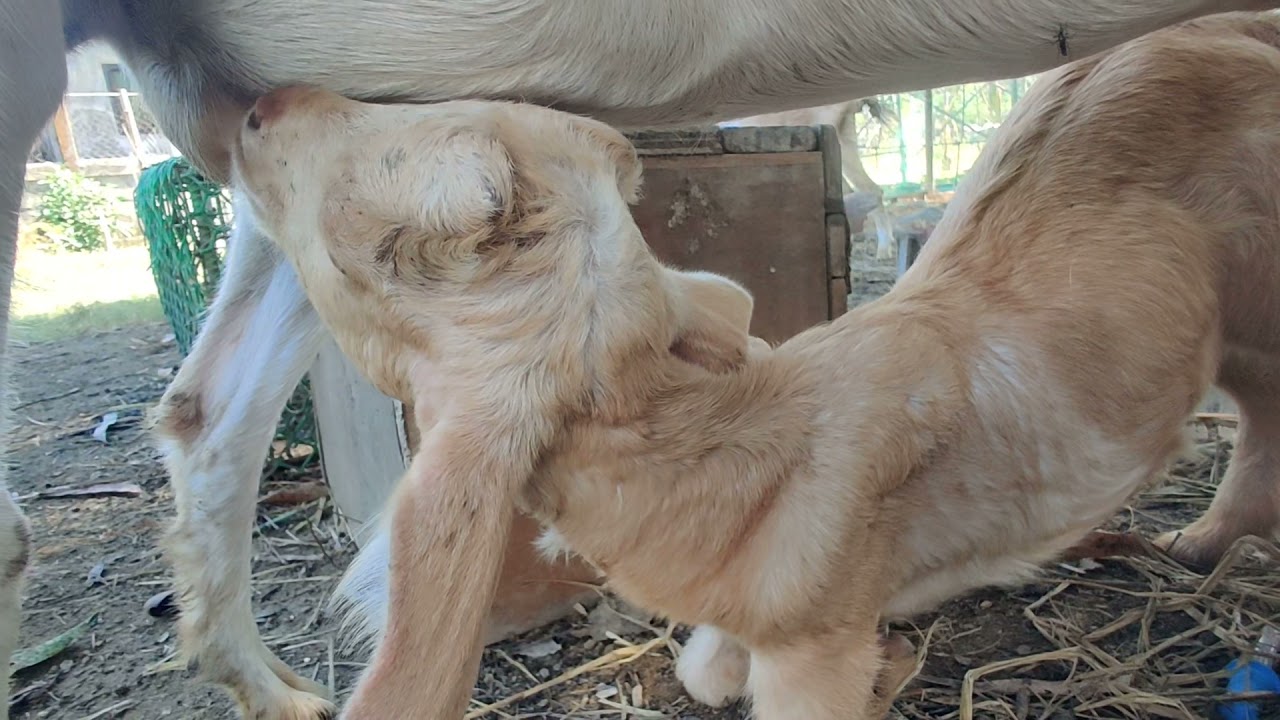 Baby Goat Drinking Milk from Mom- Mambo's Adventure
