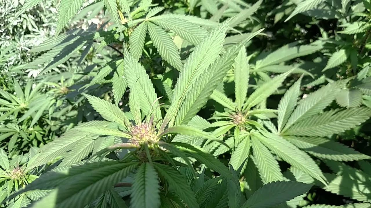 Ommp royal kush(5)