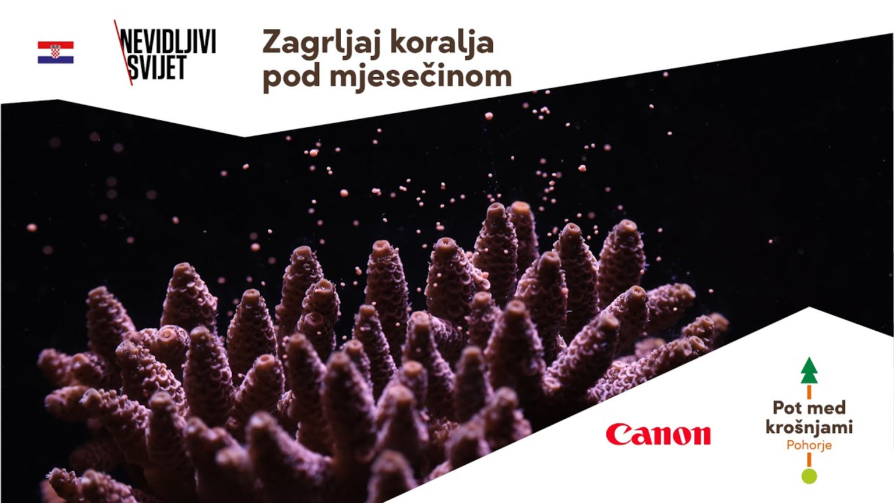 Zagrljaj koralja pod mjesečinom | Izložba Nevidljivi svijet