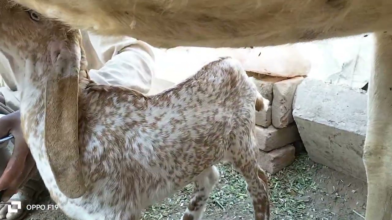 Bakre ki mana Ban Gai hai kud milk 🍼 pilane DATI hai mother love 😚