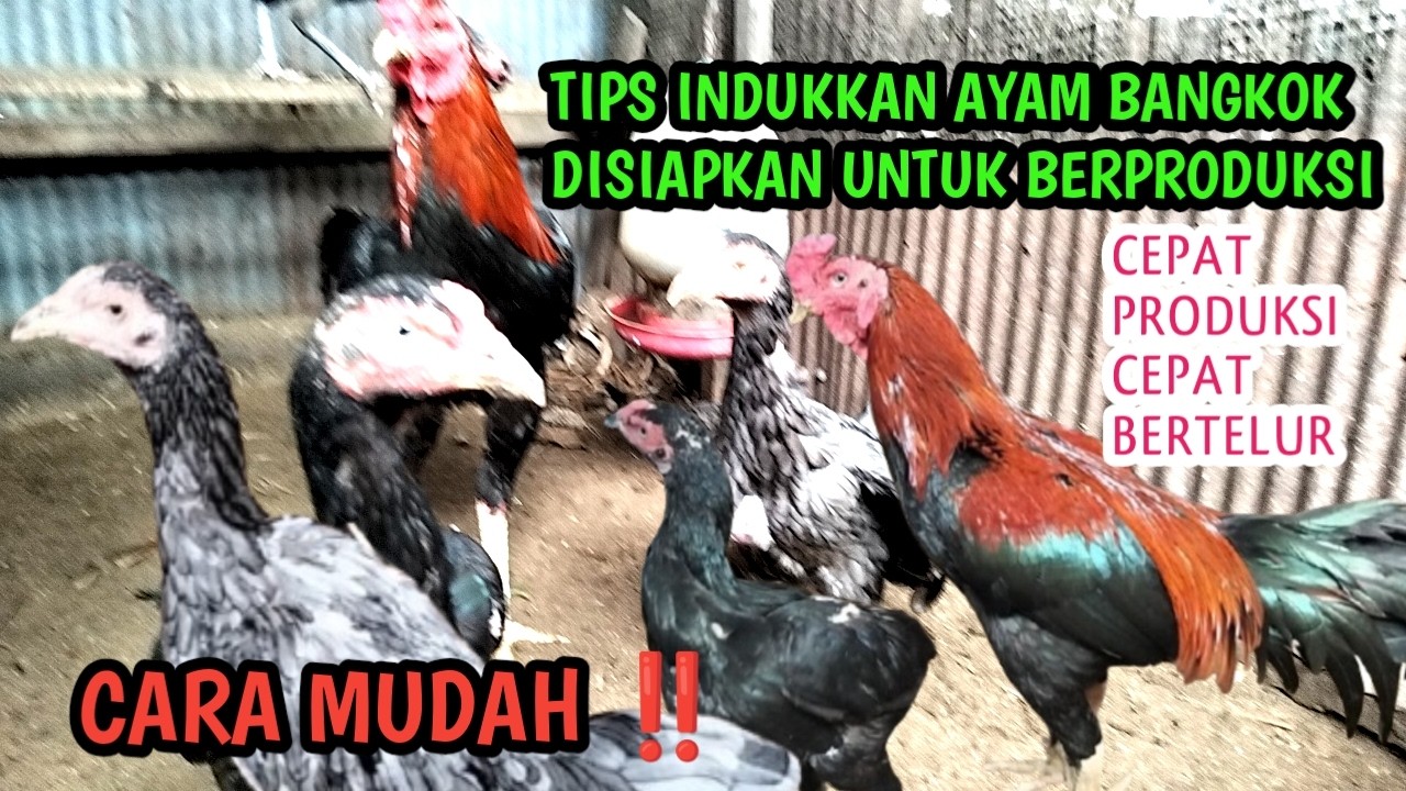TIPS INDUKKAN AYAM BANGKOK DISIAPKAN UNTUK BERPRODUKSI KEMBALI