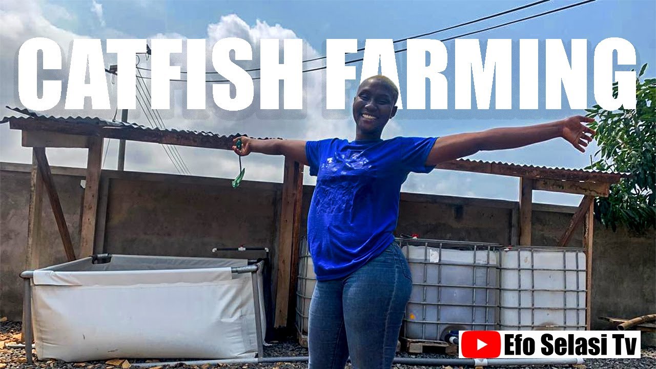 BEGINNER CATFISH FARMER | HOW TO START CATFISH FARMING 2024 |CATFISH FARMING TIPS 2024