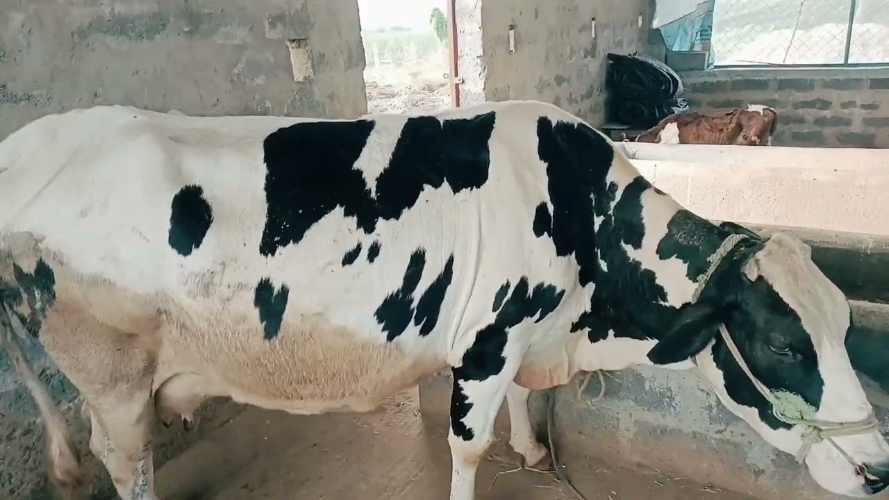 ನನ್ನ ಡೈರಿ ಫಾರ್ಮಿನ ನಿಜವಾದ ಲಾಭ #cow #viralvideos #dairyfarming #agriculture #villagelife #milkbusiness