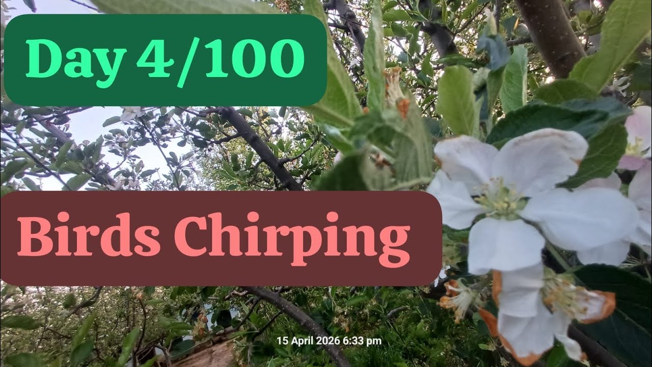 Day 4/100 Bird Sounds Spectacular : Morning Bird Sound Real Bird Chirping for Relaxation, Meditation