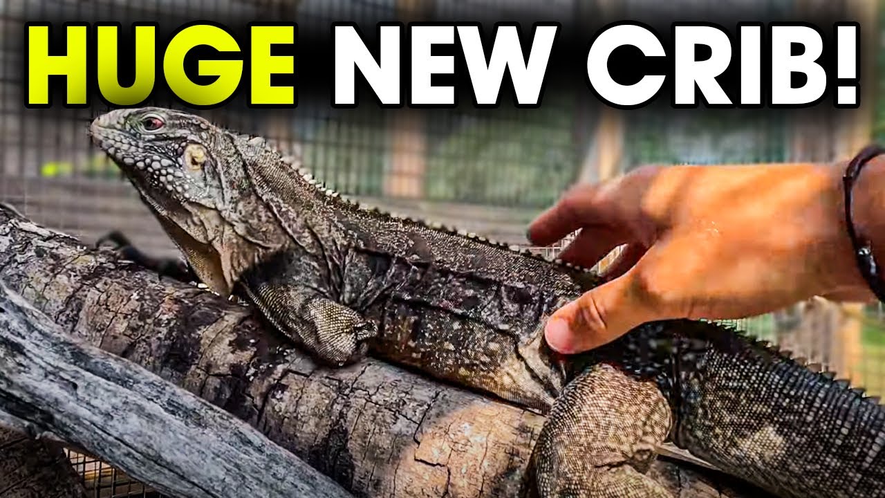 Cuban Rock Iguana new Enclosure!