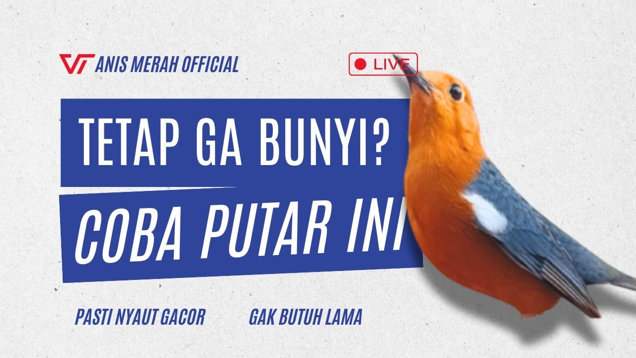 LANGSUNG NYAUT 10000 % ‼️ ANIS MERAH MACET BUNYI JIKA DENGAR SUARA INI PASTI NYAUT LANJUT GACOR | 38
