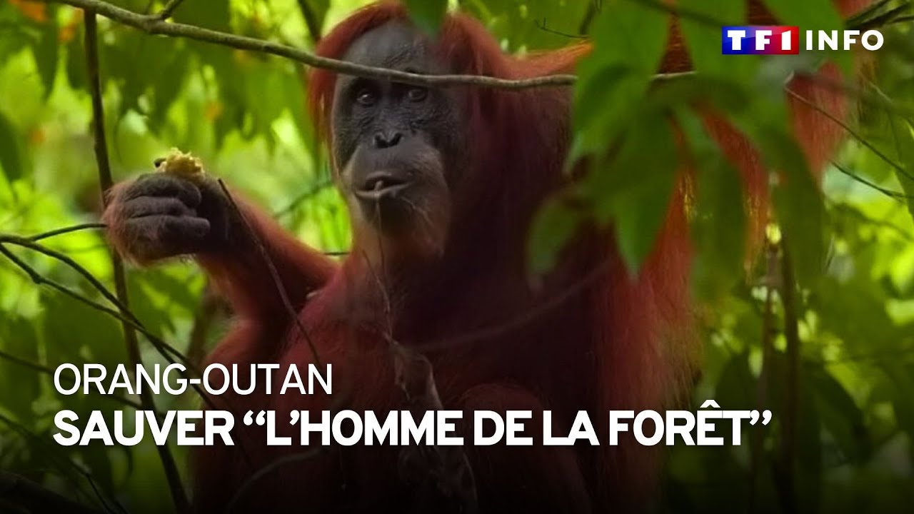 Orang-Outan : 