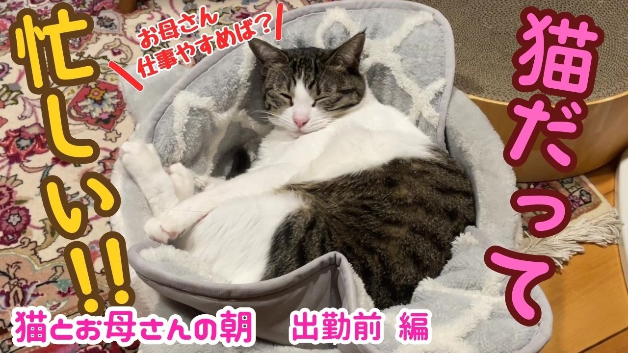 #36　ネコの追っかけばかりして仕事を休みそうになる母ｗ
