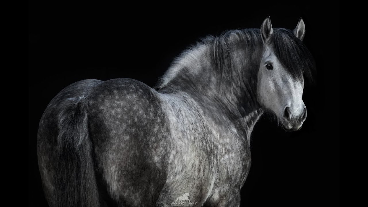 Chiaroscuro - Equine Studio Photography Workshops
