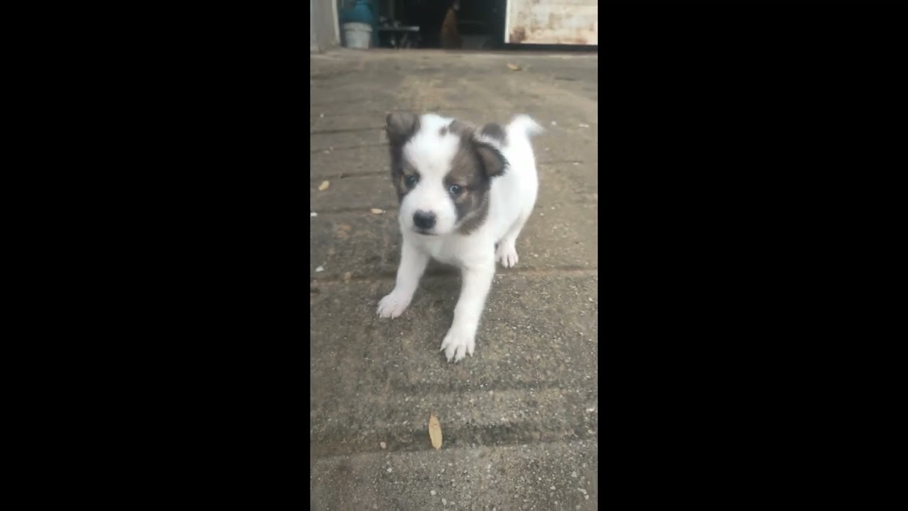 Cute Puppies Playing with Mama Dog 🐾 And Frog Funny Puppy Moments