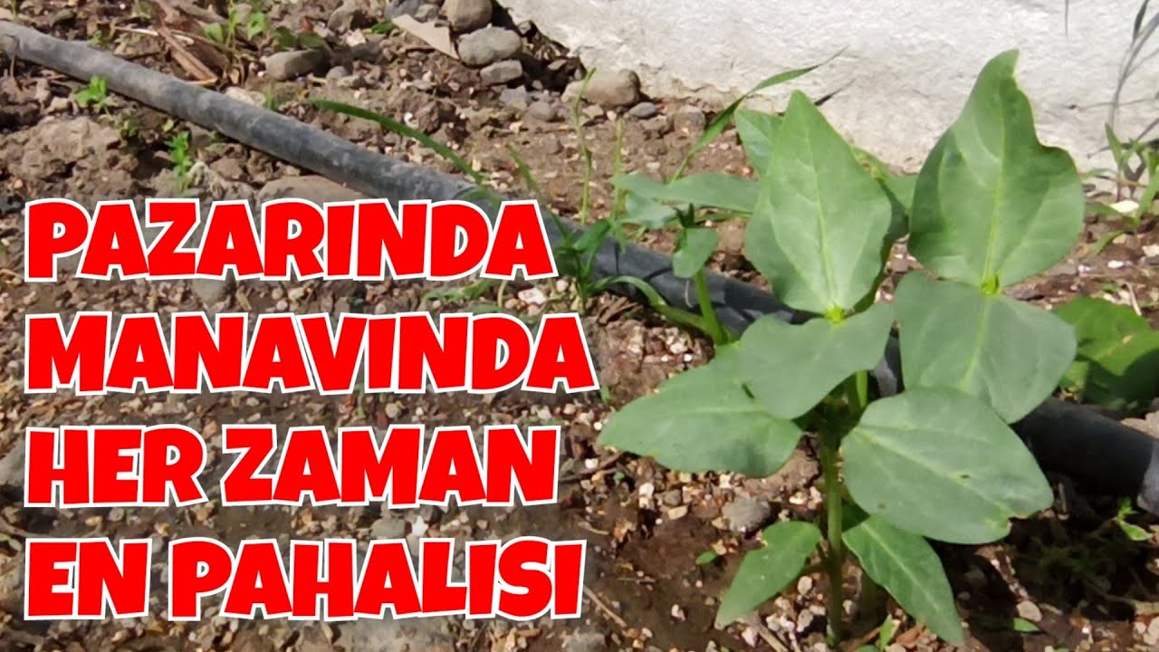 Herkes Sever ama Hep Pahalı