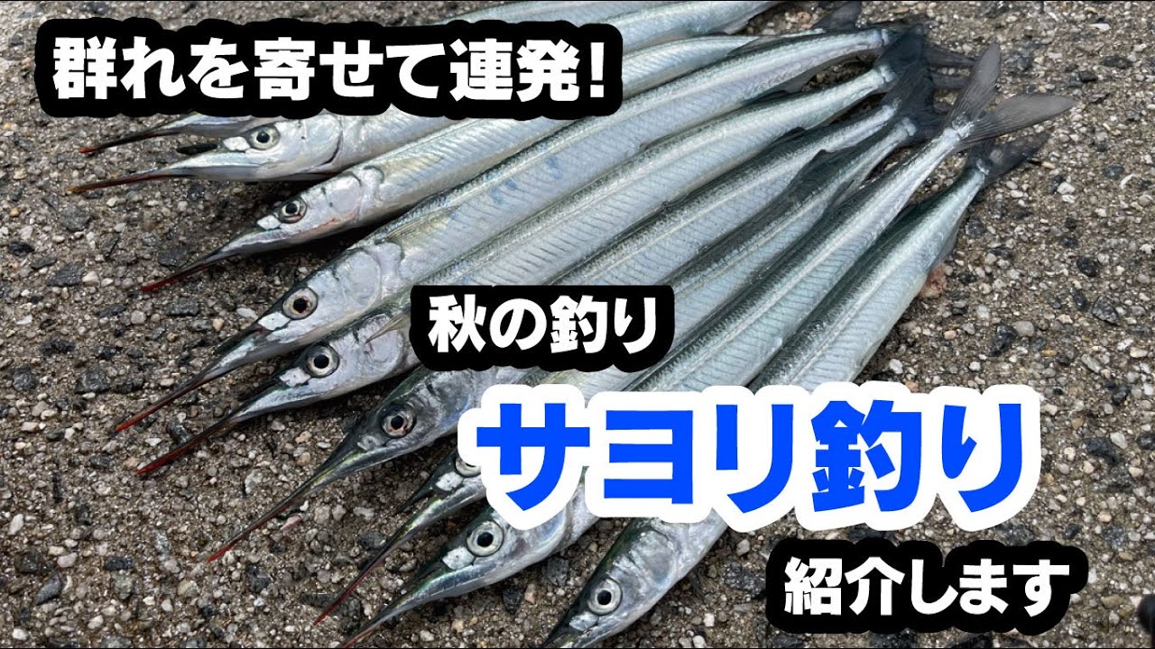 【みんなの釣り入門】サヨリ釣りに挑戦しませんか？