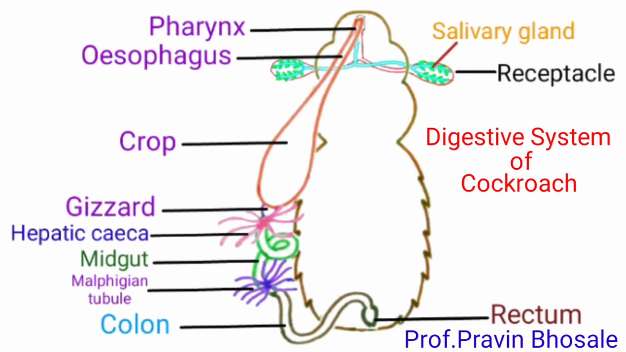 Digestive system of Cockroach | Pravin Bhosale