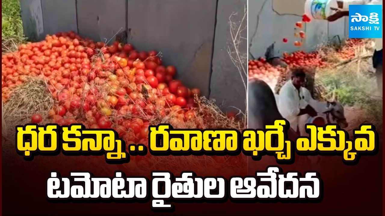 టమోటా రైతుల కన్నీళ్లు || Kurnool Farmers Suffer Heavy Loss as Tomato Prices Fall || @SakshiTV