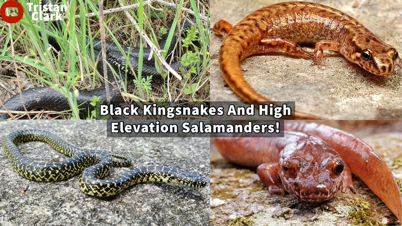 Black Kingsnakes, Pygmy Salamanders, and More! Snake and Salamander Hunting in The Mountains!