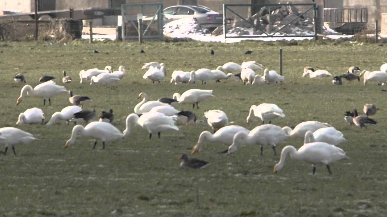Inch Island Geese HD