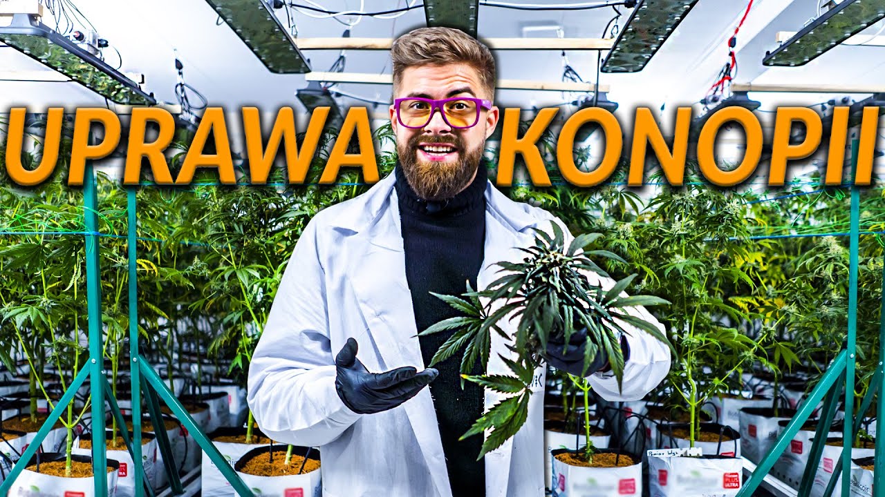 PRACA PRZY UPRAWIE KONOPI. Ile gram&oacute;w z metra kwadratowego uprawy? | DO ROBOTY