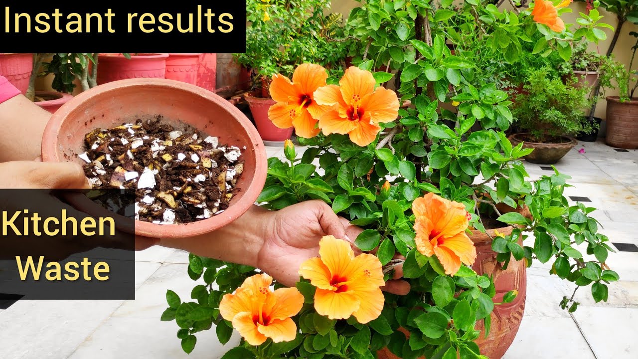 Hibiscus plant care, free hibiscus fertilizer ढेरों फूल पाने का सीक्रेट, best organic fertilizer