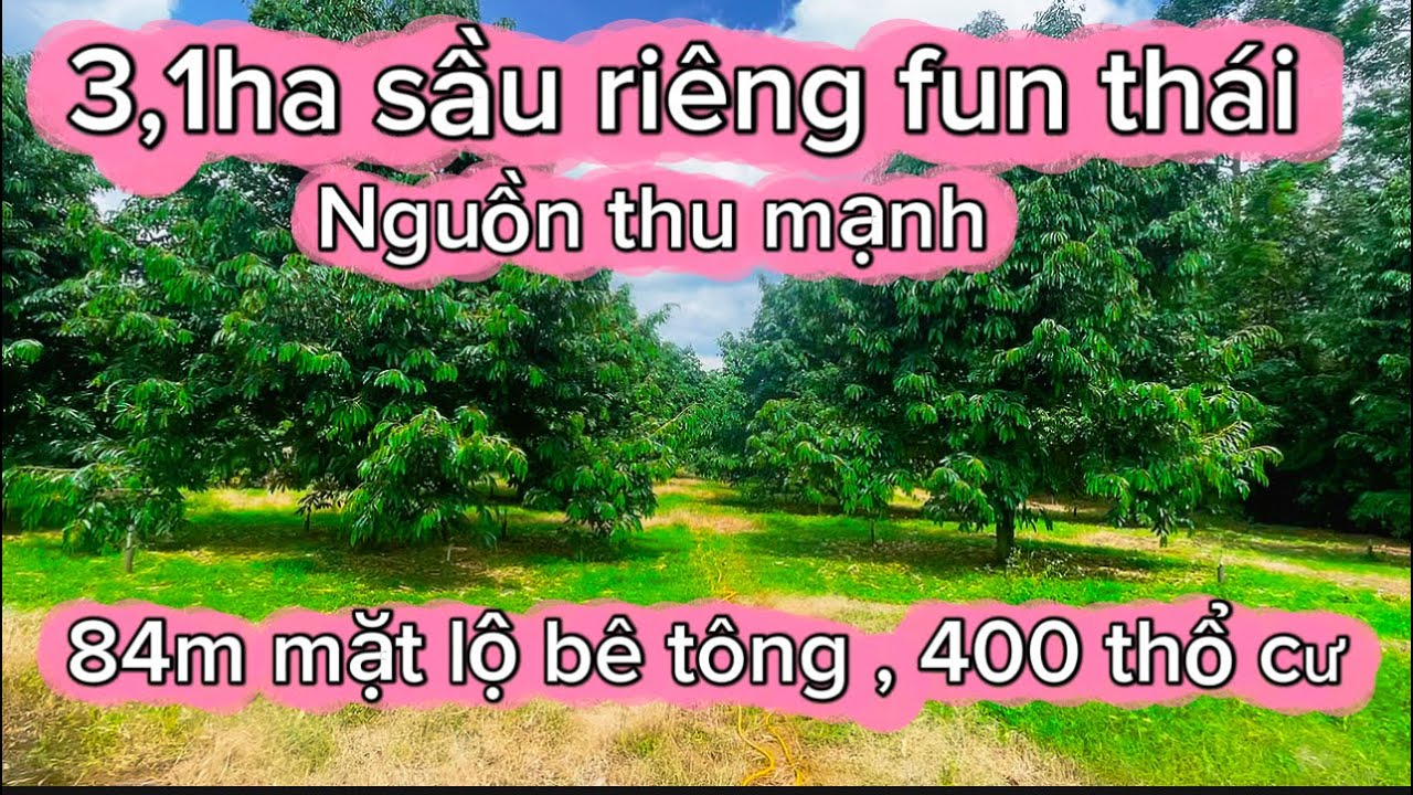 3,1ha sầu riêng thái đã có thu. 84m mặt tiền bê tông . Điện + nước + ao + thổ cư đầy đủ. 0385390009