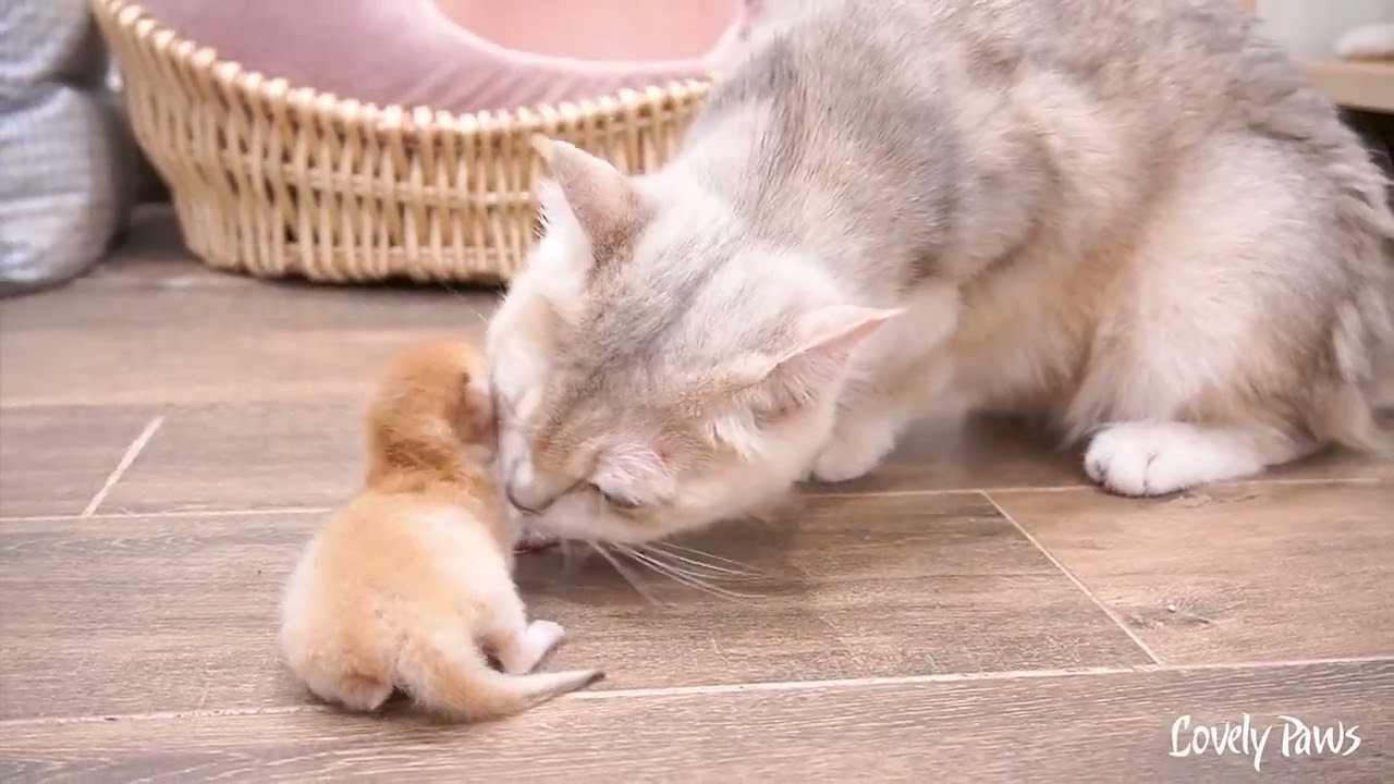 The mother cat pays special attention to her two newly adopted kittens