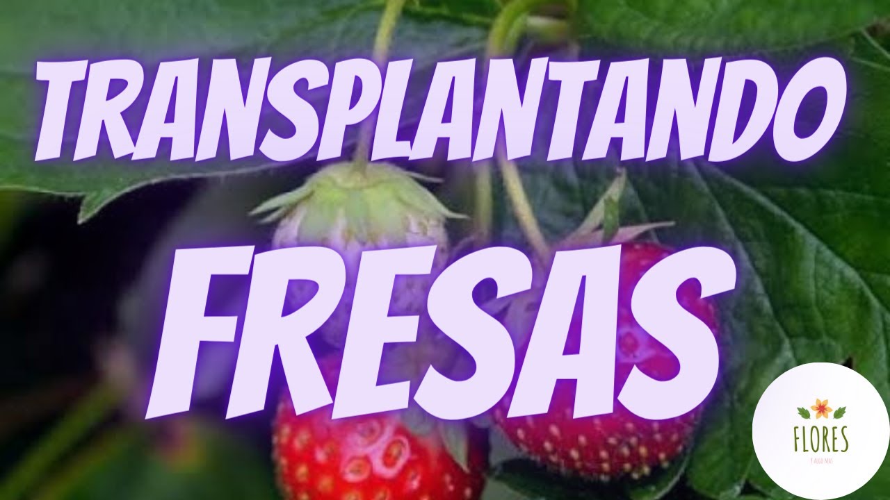 UN DIA CASUAL TRASPLANTANDO FRESAS