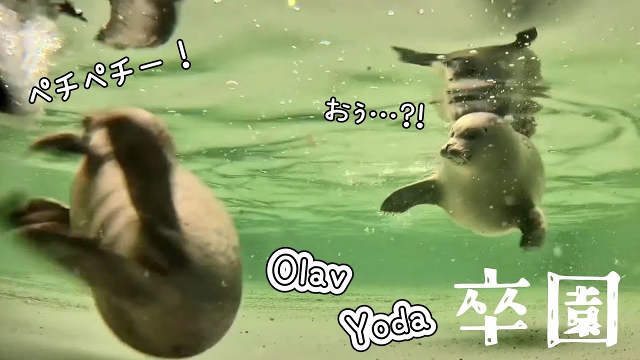 ペチペチ現場に足をとめるヨーダ　ヨーダ&オラフ卒園おめでとう【アザラシ幼稚園】
