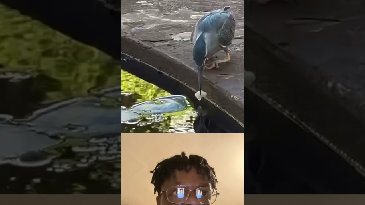 This Bird Learned to Fish Using Bread as Bait! | Smartest Bird Hack Ever?! 🎣