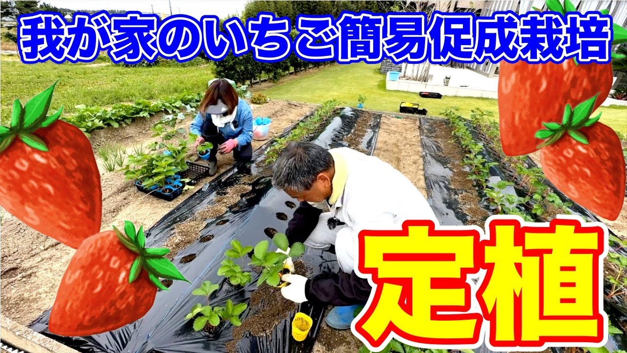イチゴの苗150株！！定植して行きます。〜サラリーマンでも出来るいちご栽培シリーズ〜