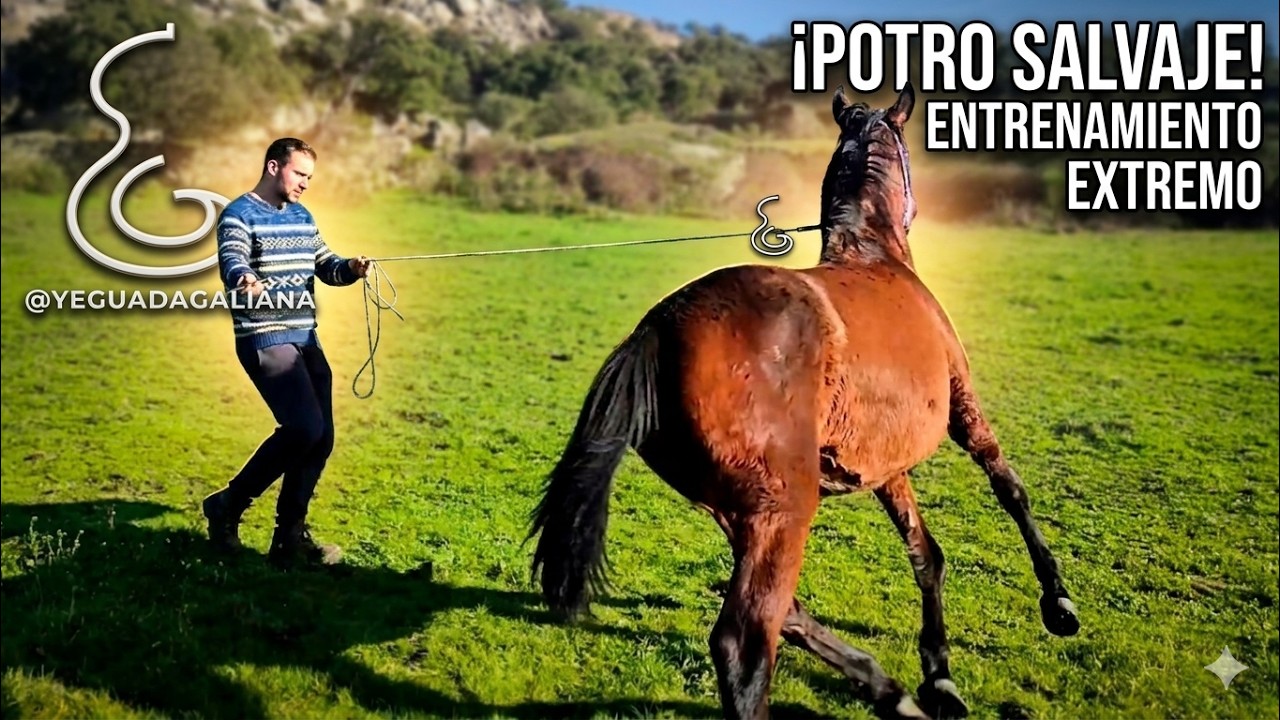 CÓMO enseñar a GALOPAR en la cuerda🐴