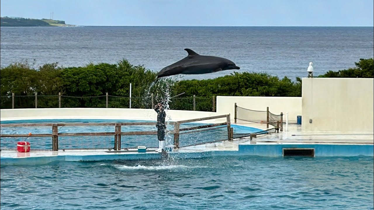 2025.12.07 沖繩美麗海水族館海豚秀