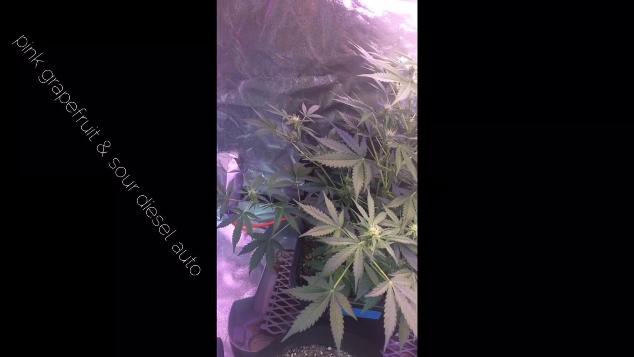 The Grow