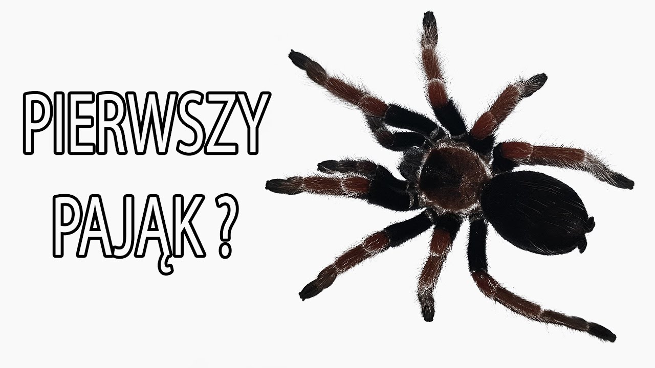 Popularne ptaszniki dla POCZĄTKUJĄCYCH. Umiem w ptaszniki #1