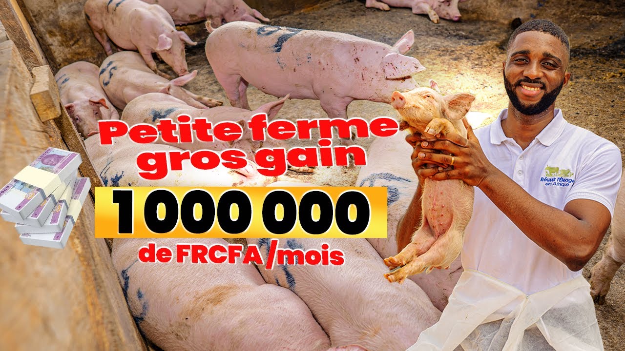 Gagner 1 MILLION par mois avec une petite ferme porcine : le plan complet !