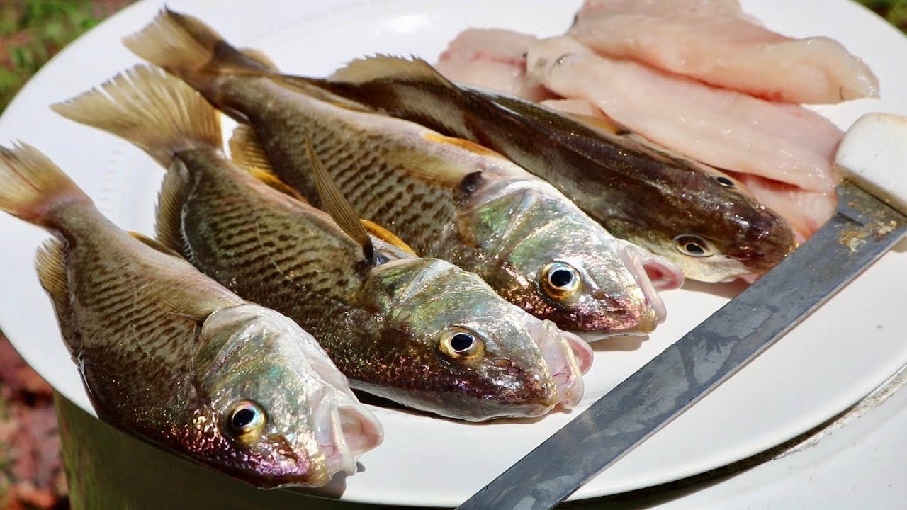 Catch and Cook | EXTREMELY Underrated Fish