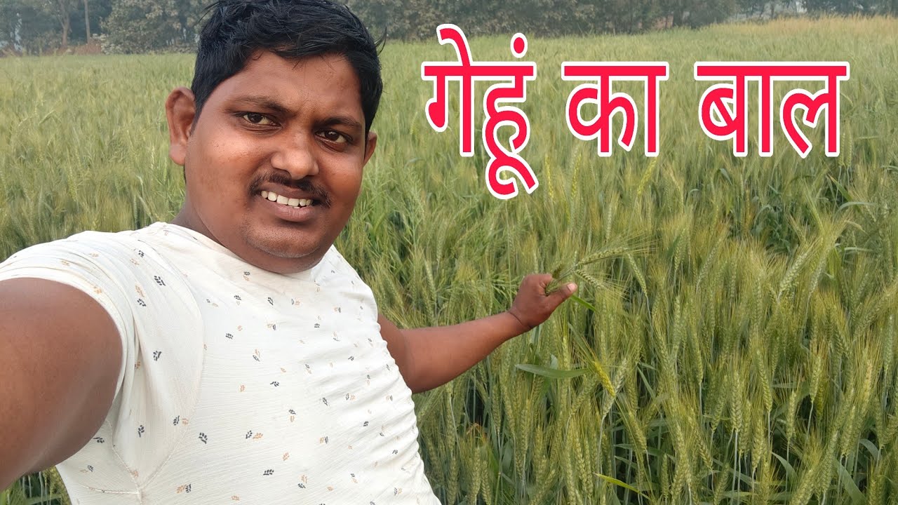 गेहूं का बाल निकल चुका है