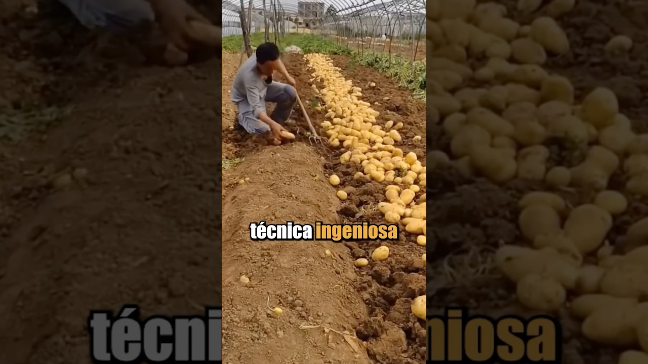 Este agricultor descubri&oacute; una t&eacute;cnica ingeniosa para triplicar su producci&oacute;n de papas !