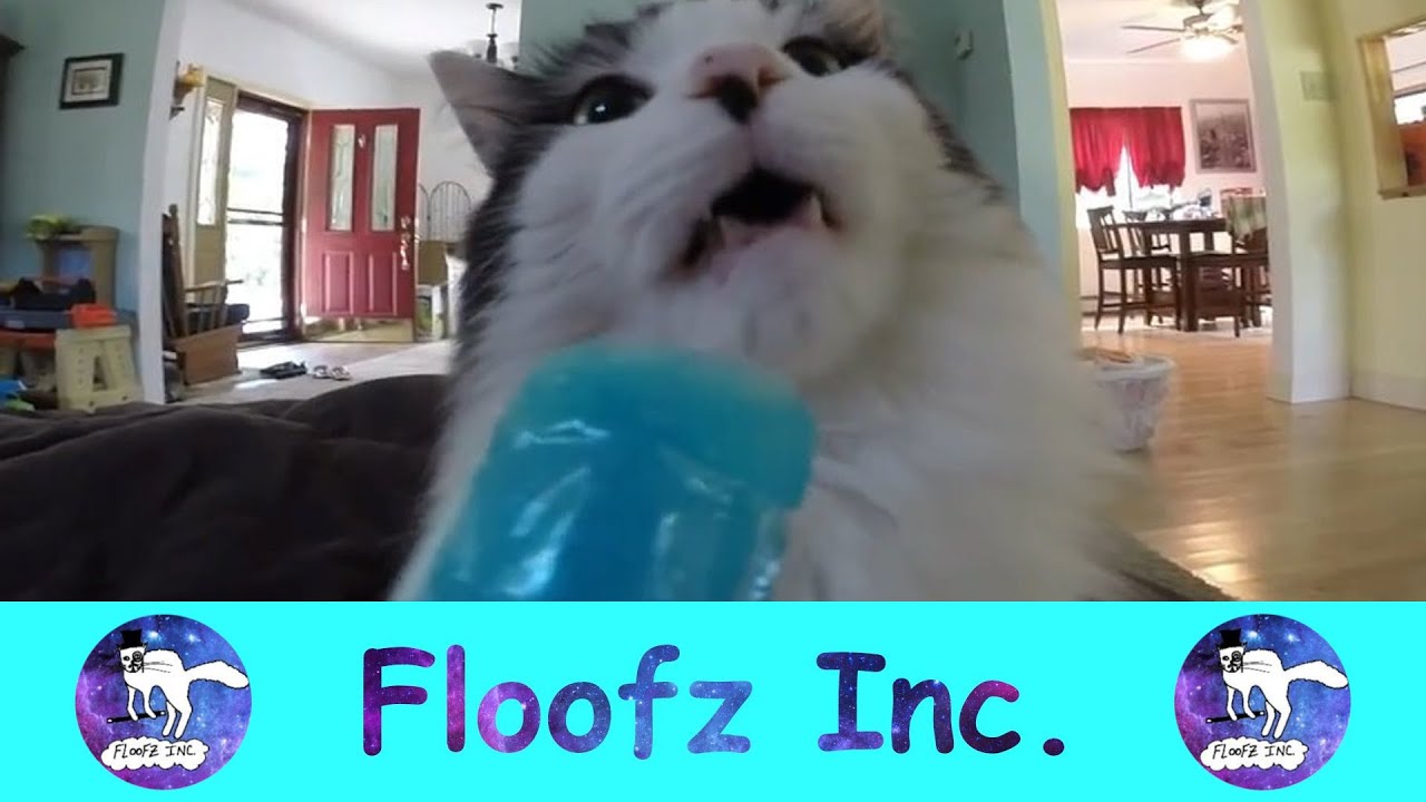 CATS GETTING BRAIN FREEZES!