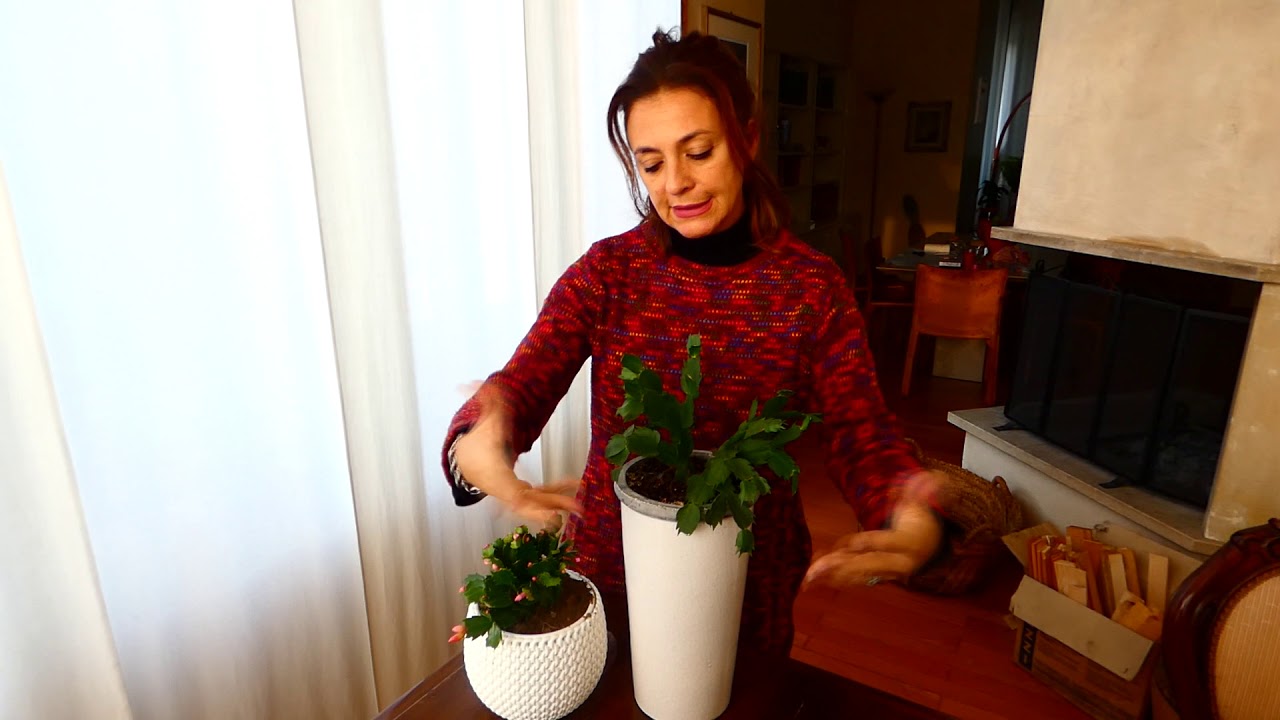 IL CACTUS DI NATALE