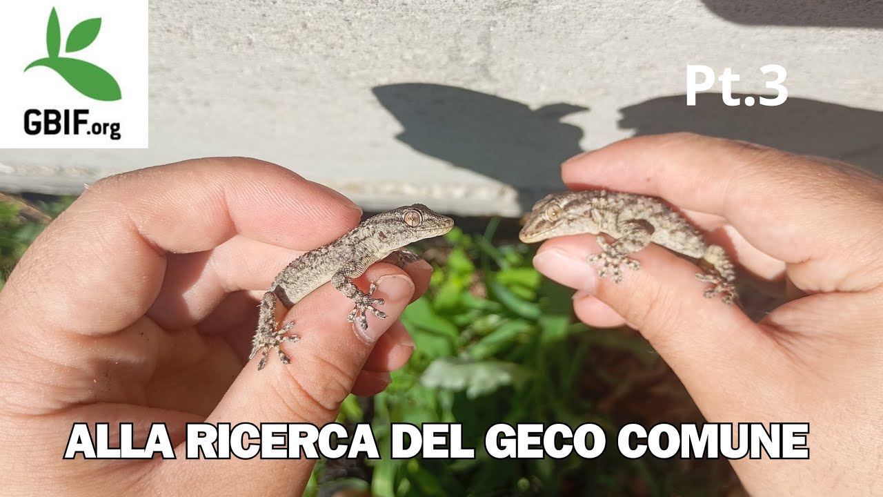 VADO ALLA RICERCA DI UN RETTILE MOLTO INVASIVO