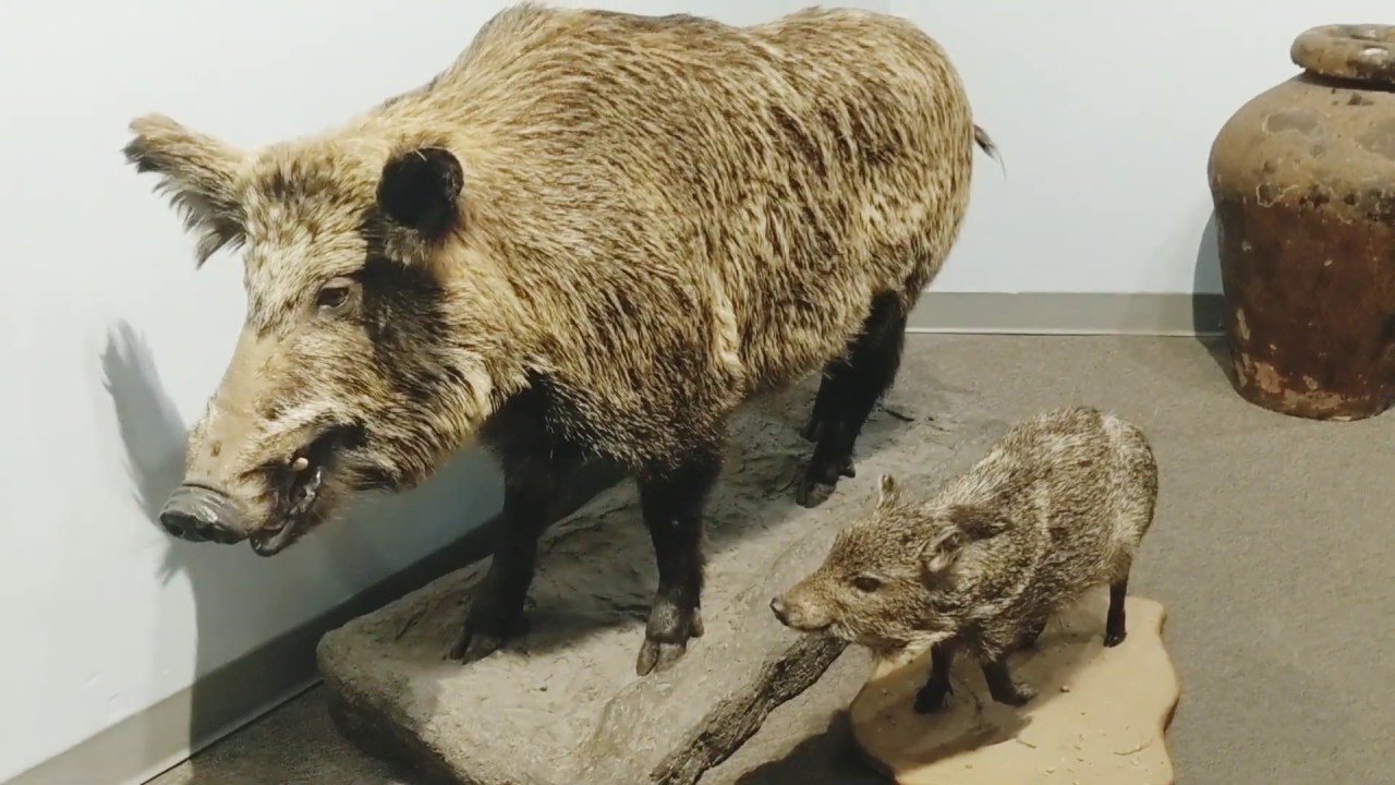 Wildlife To Go: Pigs vs Peccaries