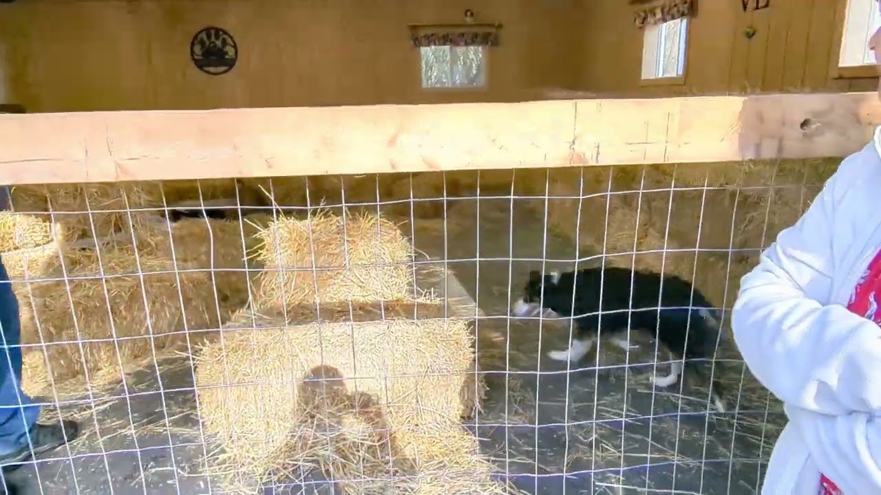 Ginger barnhunt Novice 2nd leg towards novice - 1st place and high in class