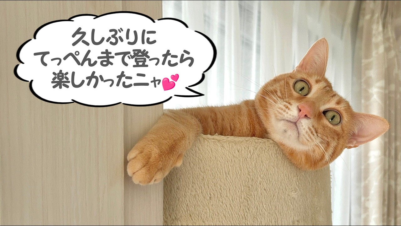 茶トラ猫 チャチャ丸の日常「心境の変化？ | 珍しくキャットタワーのてっぺんで寛ぐチャチャ丸君😽💕」- Chachamaru (Orange tabby) daily life -