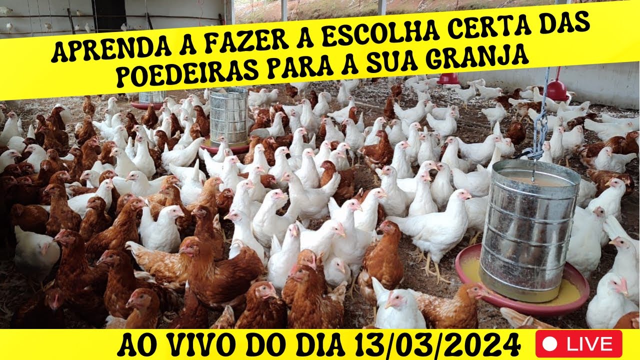 GENETICA DAS POEDEIRAS: Escolha da genética  pode ser crucial para a lucratividade da granja!