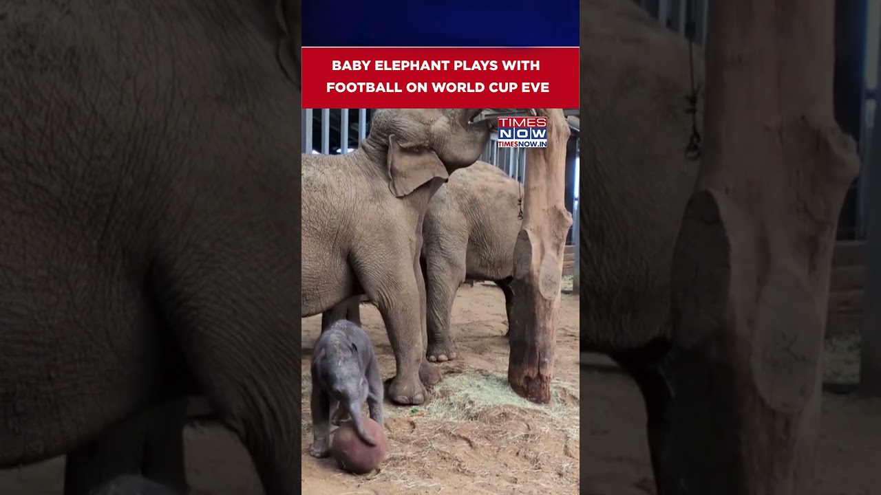 Two-Day-Old Baby Elephant Plays With Football On Eve Of World Cup In UK Zoo #shorts